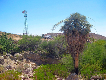 Agua Dulce oasis