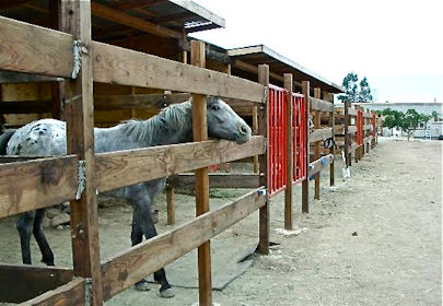 All the Pretty Horses Baja