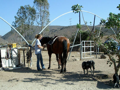 All the Pretty Horses Baja