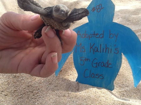 Baby Leatherback Tortugueros Las Playitas Todos Santos