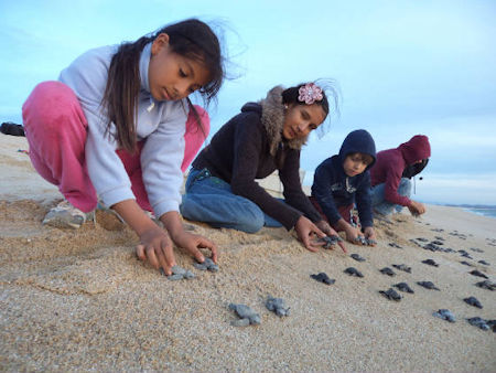 Turtles on beach Tortugueros Las Playitas Todos Santos