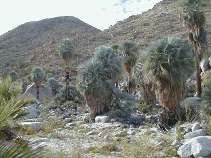 El Berrendo - Baja Blue Palms