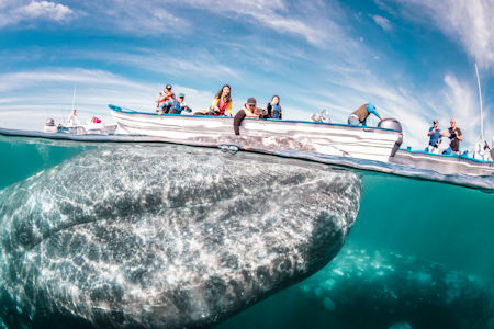 Gray Whale in boat Bahía Magdalena Baja