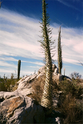 Baja boojum tree