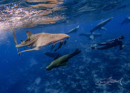 Whale Shark Cabo Pulmo