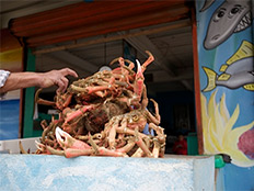 Jesse & Sons crabs