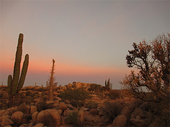 Baja Desert