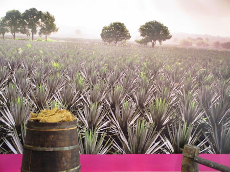 Agave Field Doña Engracia Ensenada