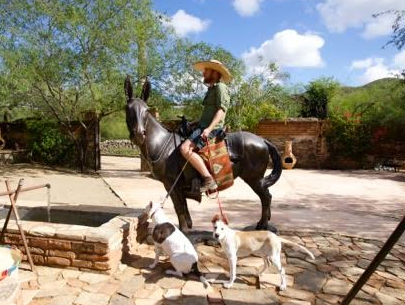 El Minero Bronze Mule