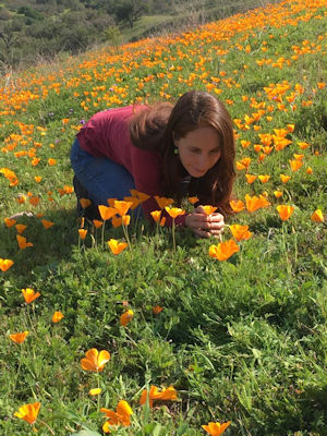 Baja California flowers