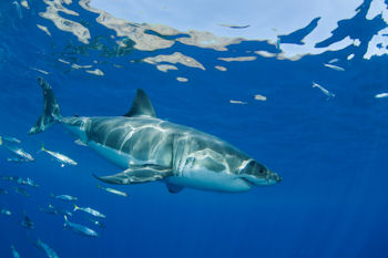 Great White of Baja