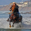 Marty Harriman Baja Horses