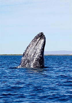 Spy Hopping Humpback