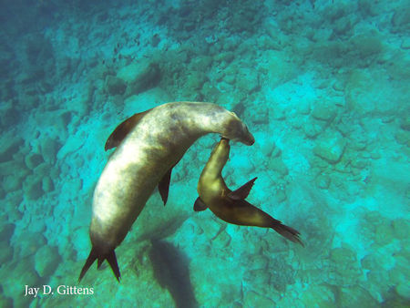 Sea Lion