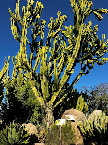 Jardin de Mistela Pijoan Baja