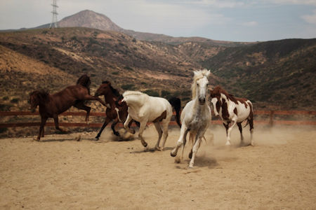 All The Pretty Horses Rescue & Ride