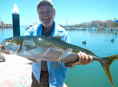 Loreto Yellowtail