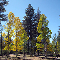 Sierra San Pedro Mártir