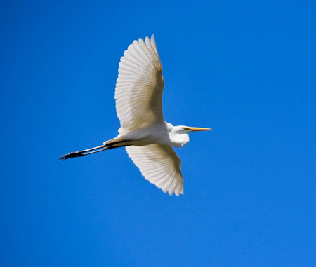  Stork La Misión