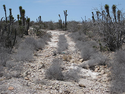 Old Baja Road