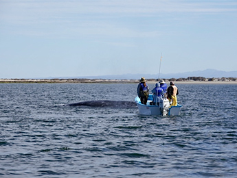 Panga And Whale