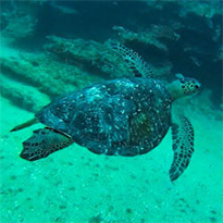 Cabo Pulmo National Park