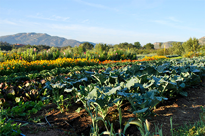 Rancho La Puerta garden