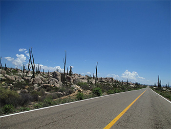 Roadside Baja Boojum