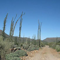 The San Borja Loop