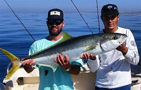 San Quintin Yellowtail