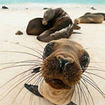 Baja Sea Lions