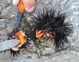 Urchin Snack