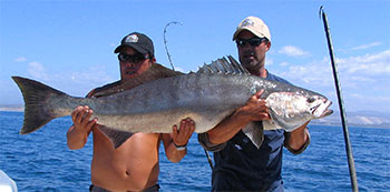 White Sea Bass, Baja