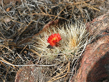 San Pedro Mártir Flower