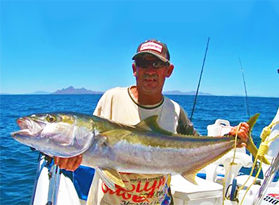 Baja Yellowtail