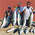 Baja Fishing Report