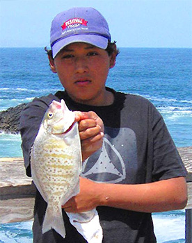 barred surfperch