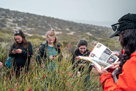 Terra Peninsular Flower Identification