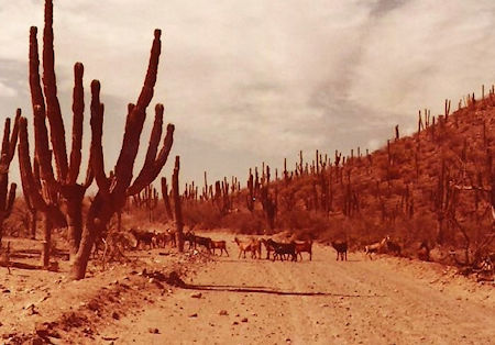 Todos Santos Baja