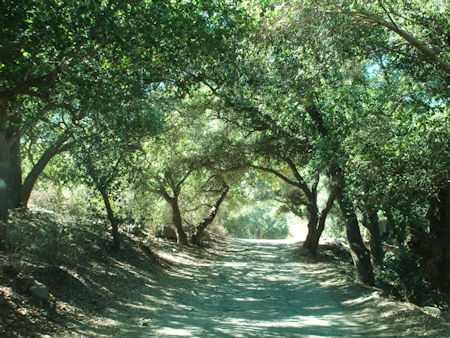 Tree tunnel San Carlos Baja