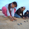 Baja Turtle Conservation