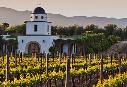 Guadalupe Valley Vineyard