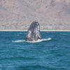 The Gray Whales of Baja