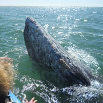 The Gray Whales of San Ignacio