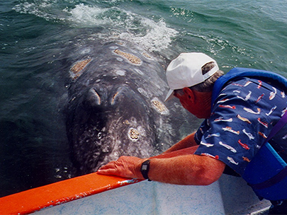 Whale Watching - Whale Petting