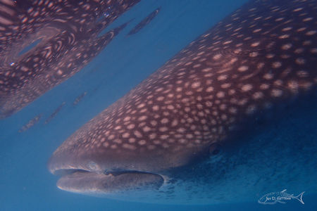 Whale Shark Baja Sur