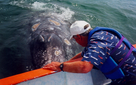 Whales in Guerrero Negro Baja Sur